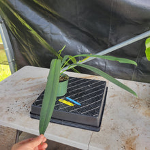 Load image into Gallery viewer, Anthurium Bakeri, Exact Plant Ships Nationwide