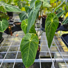 Load image into Gallery viewer, Anthurium Angamarcanum , Exact Plant