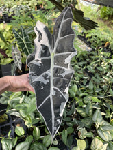 Load image into Gallery viewer, Alocasia Amazonica Large Form Pink Variegated Fedex 2day*