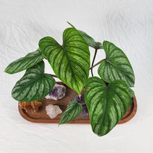 Load image into Gallery viewer, Philodendron Plowmanii 4" pot, Fedex 2 day*