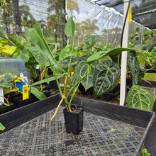 Load image into Gallery viewer, Monstera Burle Marx Flame, Exact Plant Ships Nationwide