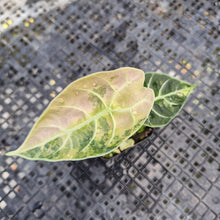 Load image into Gallery viewer, Alocasia Watsoniana Albo Pink variegated, Exact Plant Ships Nationwide