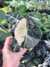 Load image into Gallery viewer, Alocasia Black Velvet Pink variegated 2.5" pot, Fedex 2day*