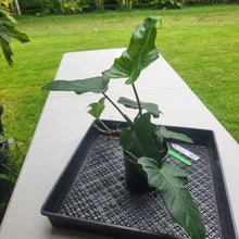 Load image into Gallery viewer, Philodendron Minarum 'Lime Fiddle', Exact Plant Ships Nationwide