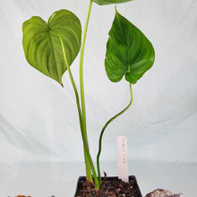 Load image into Gallery viewer, Philodendron Pastazanum, Exact Plant