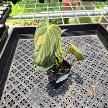 Load image into Gallery viewer, Philodendron Melanochrysum Variegated exact plant, Fedex 2day*