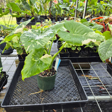 Load image into Gallery viewer, Alocasia Odora, Okinawa Silver, Exact Plant Variegated Ships Nationwide