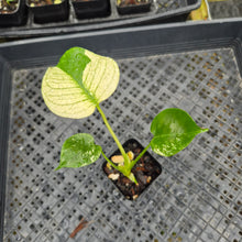 Load image into Gallery viewer, monstera deliciosa mint Exact Plant Variegated Ships Nationwide