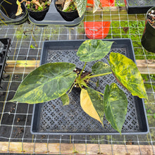 Load image into Gallery viewer, Alocasia Wentii Aurea, Exact Plant, Ships Nationwide