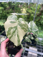 Load image into Gallery viewer, Monstera Deliciosa Green Snow variegated 2.5" pot, Fedex 2day*