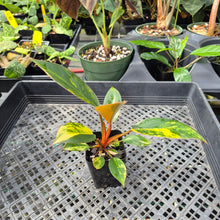 Load image into Gallery viewer, Philodendron Red Congo Variegated 2.5" pot, Fedex 2day*