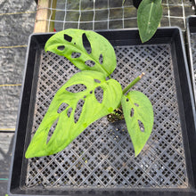 Load image into Gallery viewer, Monstera Esqueleto, Exact Plant Ships Nationwide