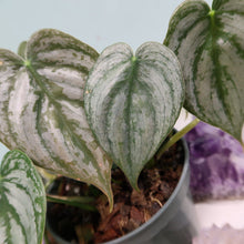 Load image into Gallery viewer, Philodendron Brandtianum 4" pot, Fedex 2day*