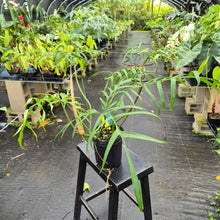 Load image into Gallery viewer, Philodendron Polypodoides, Exact Plant Ships Nationwide