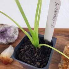 Load image into Gallery viewer, Alocasia Gageana Aurea, Exact Plant Variegated