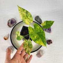 Load image into Gallery viewer, Alocasia Gageana Aurea, Exact Plant Variegated