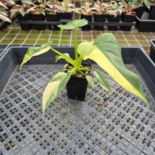 Load image into Gallery viewer, Philodendron Radiatum Aurea Variegated exact plant, Fedex 2day*