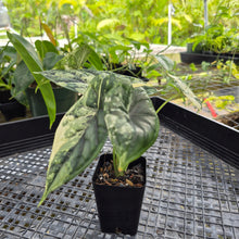 Load image into Gallery viewer, Alocasia dragon scale albo Exact Plant Ships Nationwide