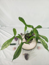 Load image into Gallery viewer, 69686, exact plant, Philodendron, ships nationwide