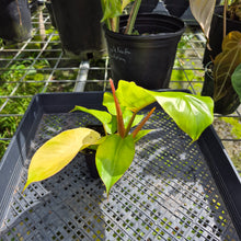 Load image into Gallery viewer, Philodendron Jungle Fever Yellow, Exact Plant Ships Nationwide