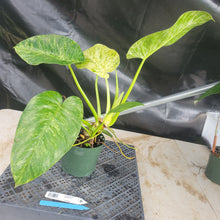 Load image into Gallery viewer, Philodendron Giganteum, Exact Plant Variegated Ships Nationwide