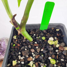 Load image into Gallery viewer, Monstera Sierrana Hawaii Clone 4" pot, Fedex 2 day*