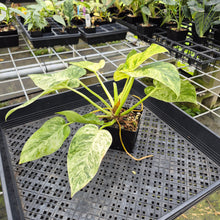 Load image into Gallery viewer, Philodendron Giganteum Blizzard Variegated exact plant, Fedex 2day*