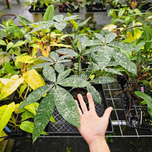 Load image into Gallery viewer, Pachira Aquatica Money Tree, Exact Plant Variegated 1 gallon pot