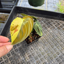 Load image into Gallery viewer, Philodendron Melanochrysum, Exact Plant Variegated Ships Nationwide