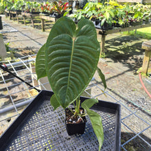Load image into Gallery viewer, Anthurium Veitchii, Exact Plant