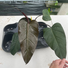 Load image into Gallery viewer, Philodendron Dark Lord exact plant, Fedex 2day*