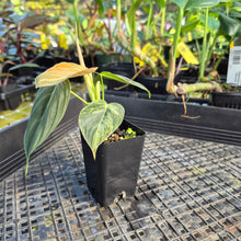 Load image into Gallery viewer, Philodendron Melanochrysum, Exact Plant Variegated Ships Nationwide
