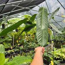 Load image into Gallery viewer, Anthurium Spectabile Wide Form exact plant, Fedex 2day*