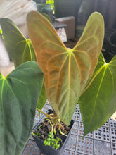 Load image into Gallery viewer, Anthurium Papillilaminum Fort Sherman X ( FS X Ralph Lynam), Ships Nationwide