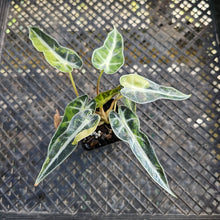 Load image into Gallery viewer, Alocasia Bambino Aurea Variegated 2.5" pot, Fedex 2day*