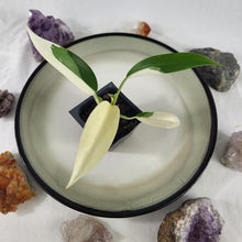 Load image into Gallery viewer, Philodendron Wend Imbe, Exact Plant Variegated