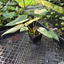 Load image into Gallery viewer, Philodendron Ilsemanii, Exact Plant Variegated Ships Nationwide