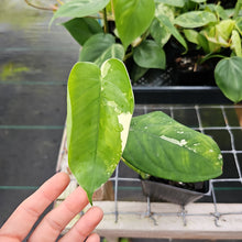 Load image into Gallery viewer, Syngonium Chiapense, Exact Plant Variegated Ships Nationwide