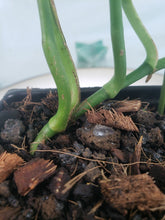 Load image into Gallery viewer, Monstera Siltepecana El Salvador 2.5" pot, Fedex 2day*