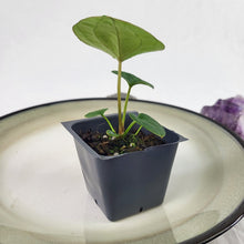 Load image into Gallery viewer, Anthurium Ace Of Spades X Papillilaminum 2.5" pot, Fedex 2day*
