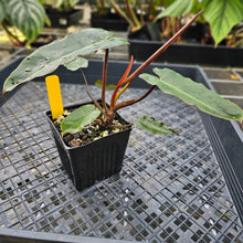 Load image into Gallery viewer, Philodendron Atabapoense Dark Form, , Fedex 2 day*