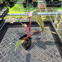 Load image into Gallery viewer, Philodendron Pink Princess Variegated exact plant, Fedex 2day*