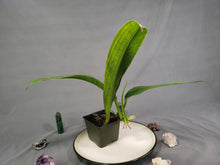 Load image into Gallery viewer, Philodendron Crassinervium 4" pot, Fedex 2day*