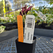 Load image into Gallery viewer, Alocasia nobilis pink Variegated Ships Nationwide