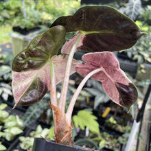 Load image into Gallery viewer, Alocasia Heart Balloon pink variegated exact plant, Fedex 2day*