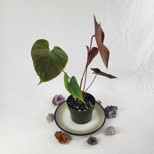 Load image into Gallery viewer, Anthurium Red Beauty, Exact Plant