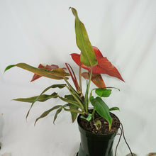Load image into Gallery viewer, Philodendron Orange Marmalade, Autumn Queen 6" pot, Fedex 2 day*