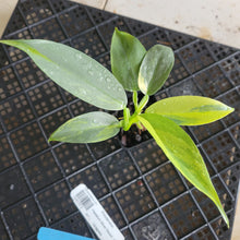 Load image into Gallery viewer, Philodendron Hastatum Silver Sword, Exact Plant Variegated Ships Nationwide