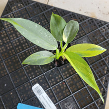Load image into Gallery viewer, Philodendron Hastatum Silver Sword, Exact Plant Variegated Ships Nationwide