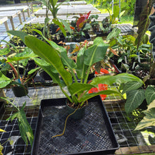 Load image into Gallery viewer, Philodendron Giant Orlando, Exact Plant Ships Nationwide